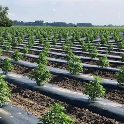 70821f7e5841b2286c30217145fd53d8