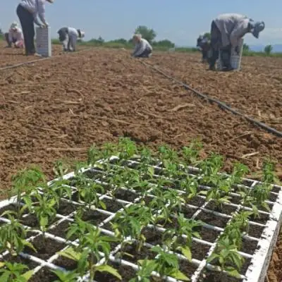 C584b09136f6f4d061a25cd6e46a97bc