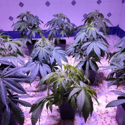 Aa5f8537a4444326b03446d520ec28a2