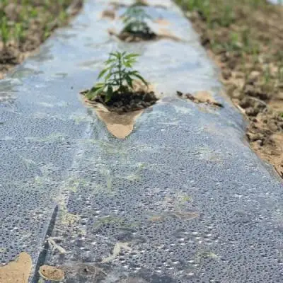 30cf48089df11f2b7ca514514fccd0bb