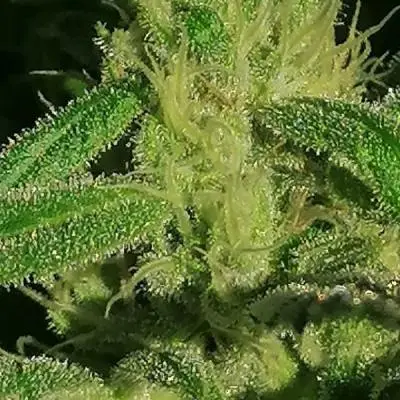 9f63582b8a76de43816dd09263c5203c