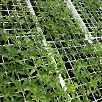 8976b3c9e148bf975f28da69a5cb578f