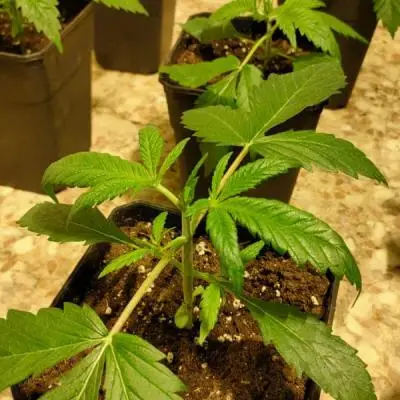 F6c7be4931c2ba598531ee9aa5a93b3e